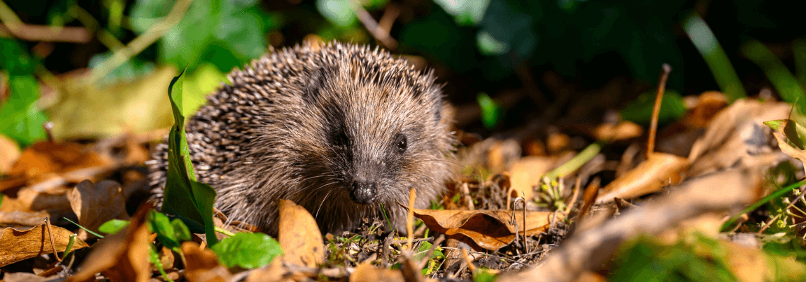 header egels snacks tuin welkoop advies
